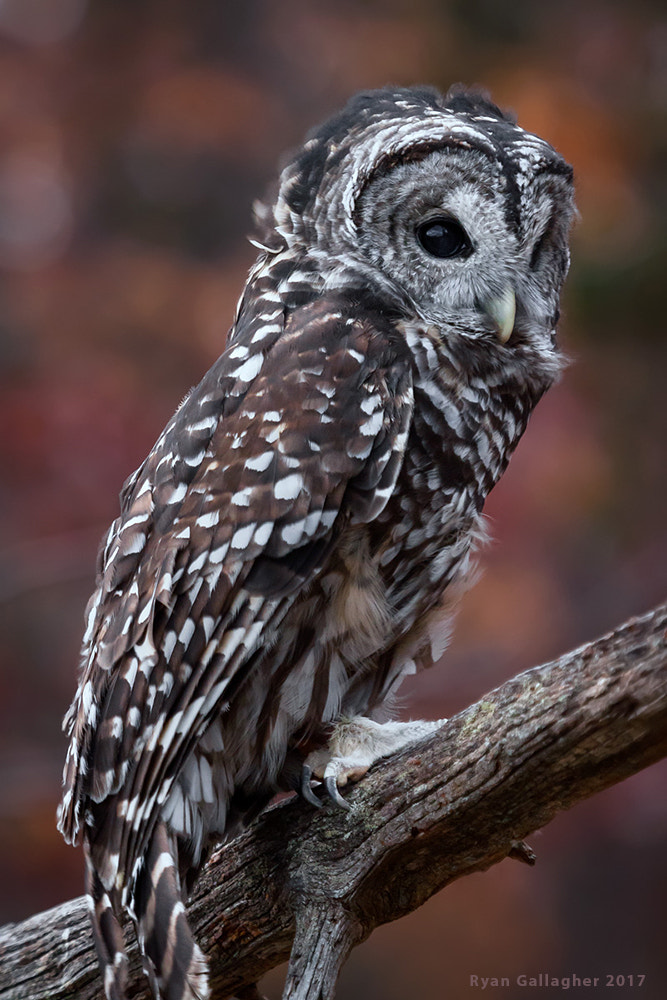 Canon EOS 500D (EOS Rebel T1i / EOS Kiss X3) + Canon EF 100-400mm F4.5-5.6L IS USM sample photo. Barred owl photography