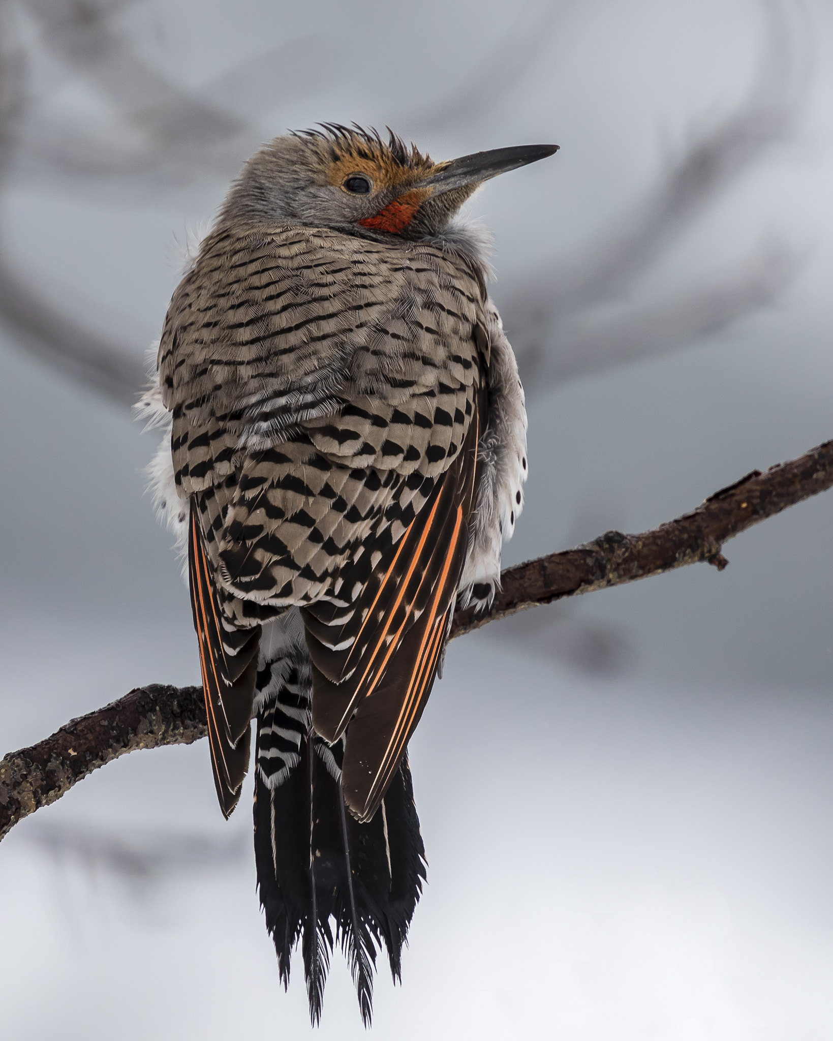 Canon EF 400mm F4 DO IS II USM sample photo. Red-shafted northern flicker, male photography