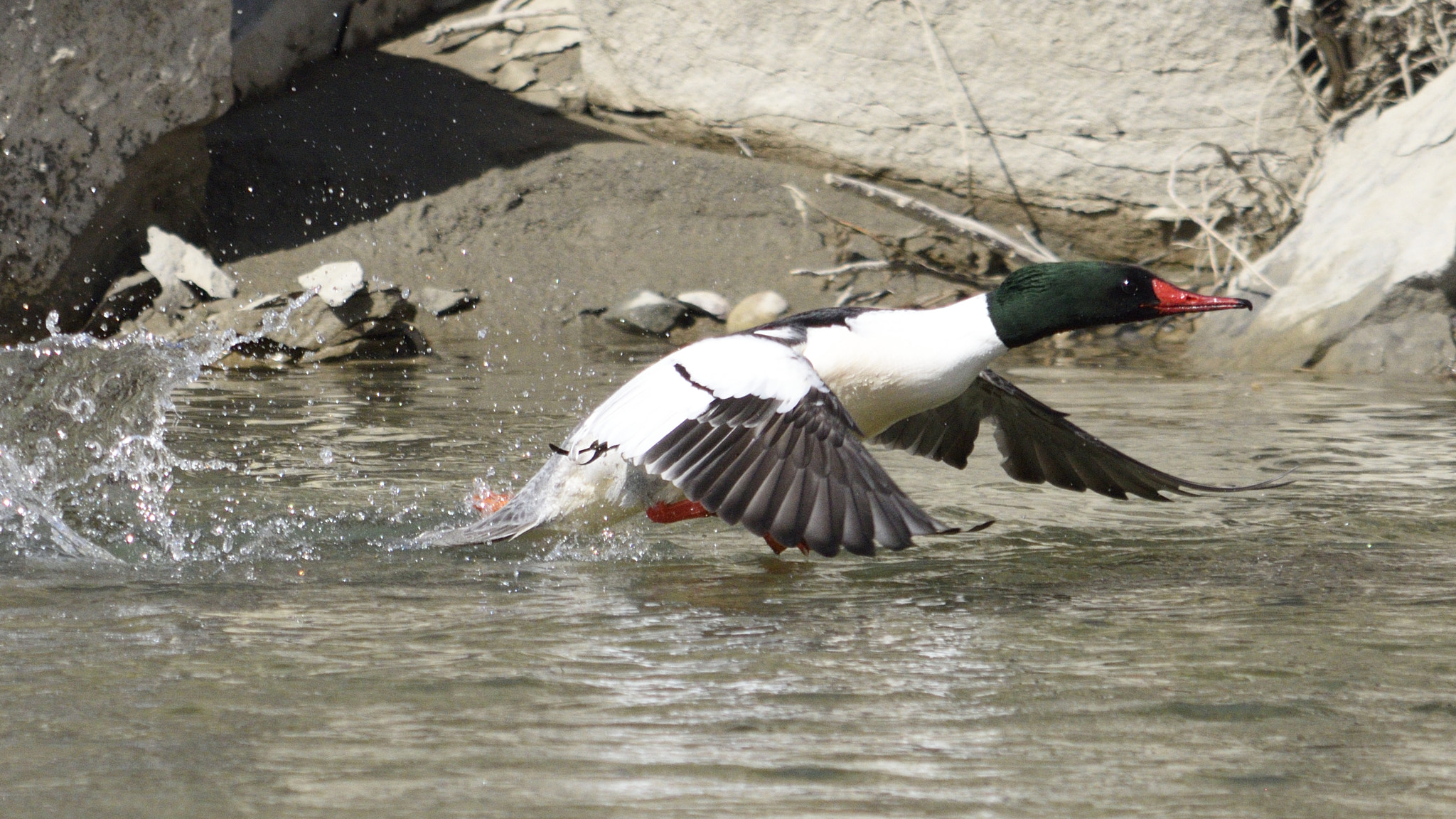 Nikon D5500 sample photo. Jesus photography