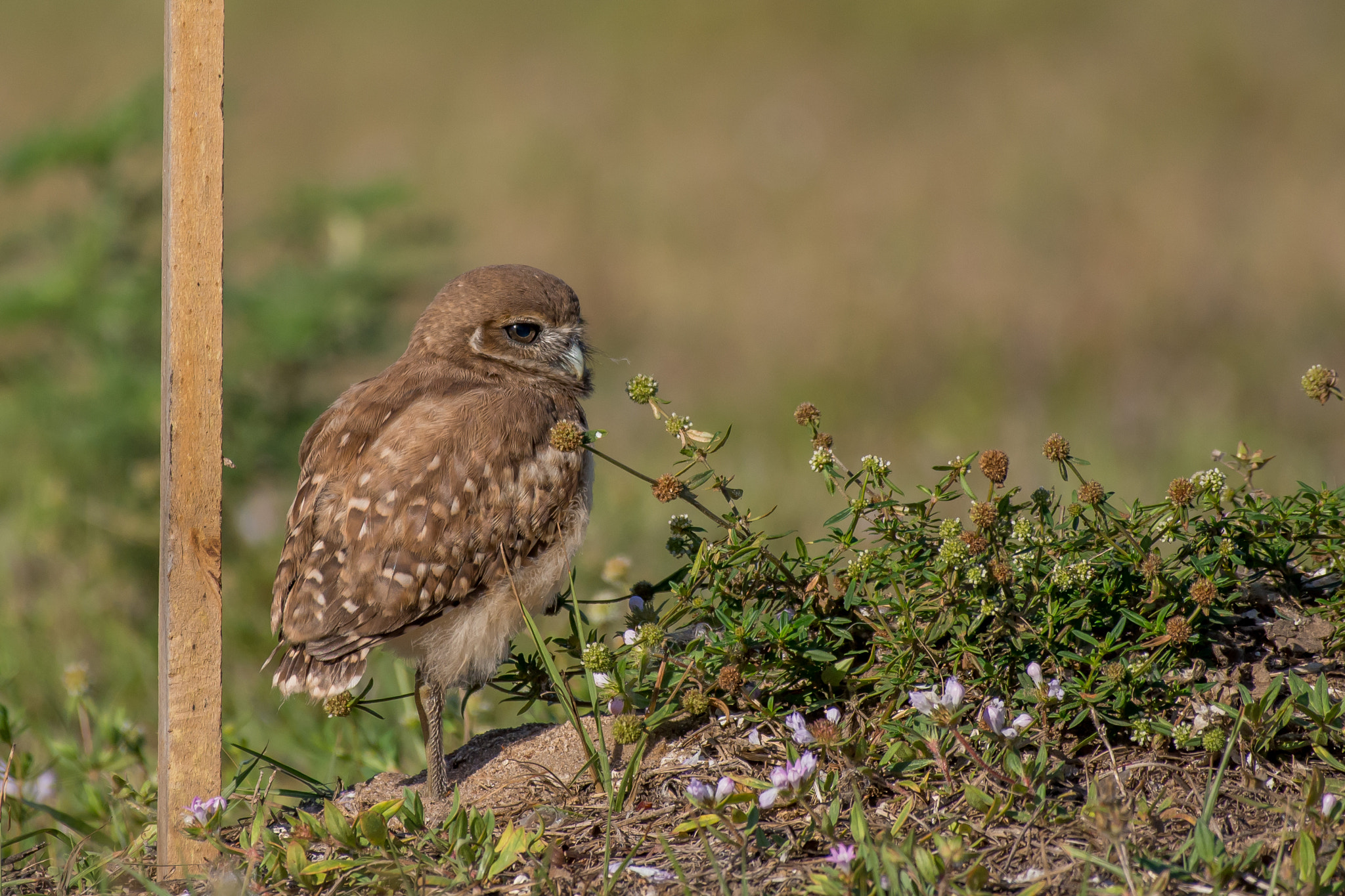 Nikon D7100 + Nikon AF-S Nikkor 200-500mm F5.6E ED VR sample photo. Young burrowing owl photography