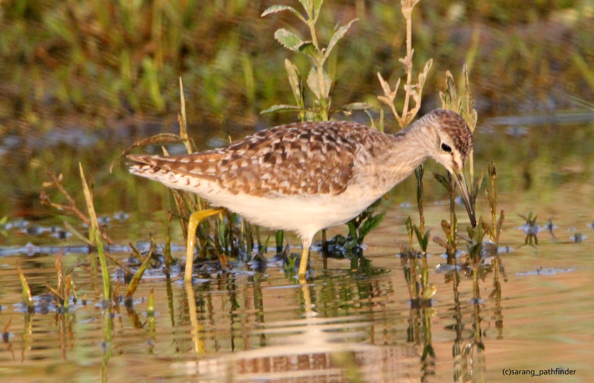 Tamron SP 150-600mm F5-6.3 Di VC USD sample photo. Sand wood piper photography