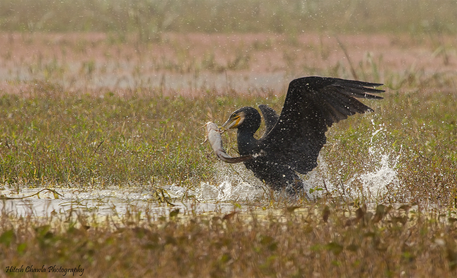 Canon EOS 6D + Canon EF 100-400mm F4.5-5.6L IS USM sample photo. Got my prize... photography