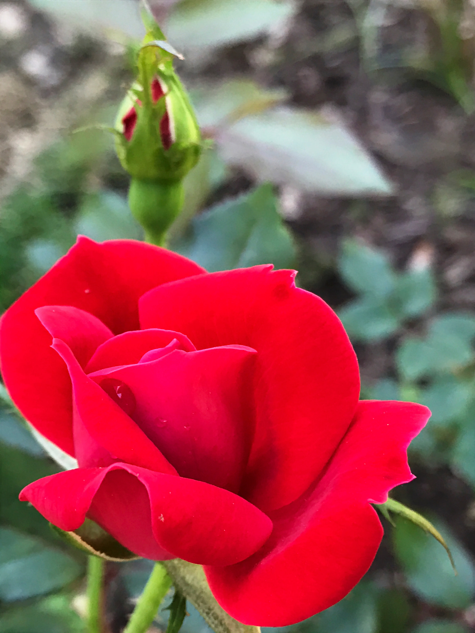 Apple iPhone9,4 sample photo. Red rose and new bud photography