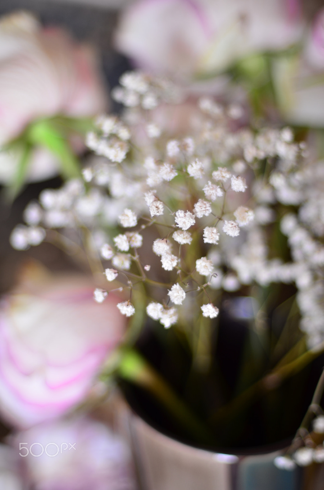 Nikon D7000 + Nikon AF Nikkor 50mm F1.4D sample photo. Rose beauty photography