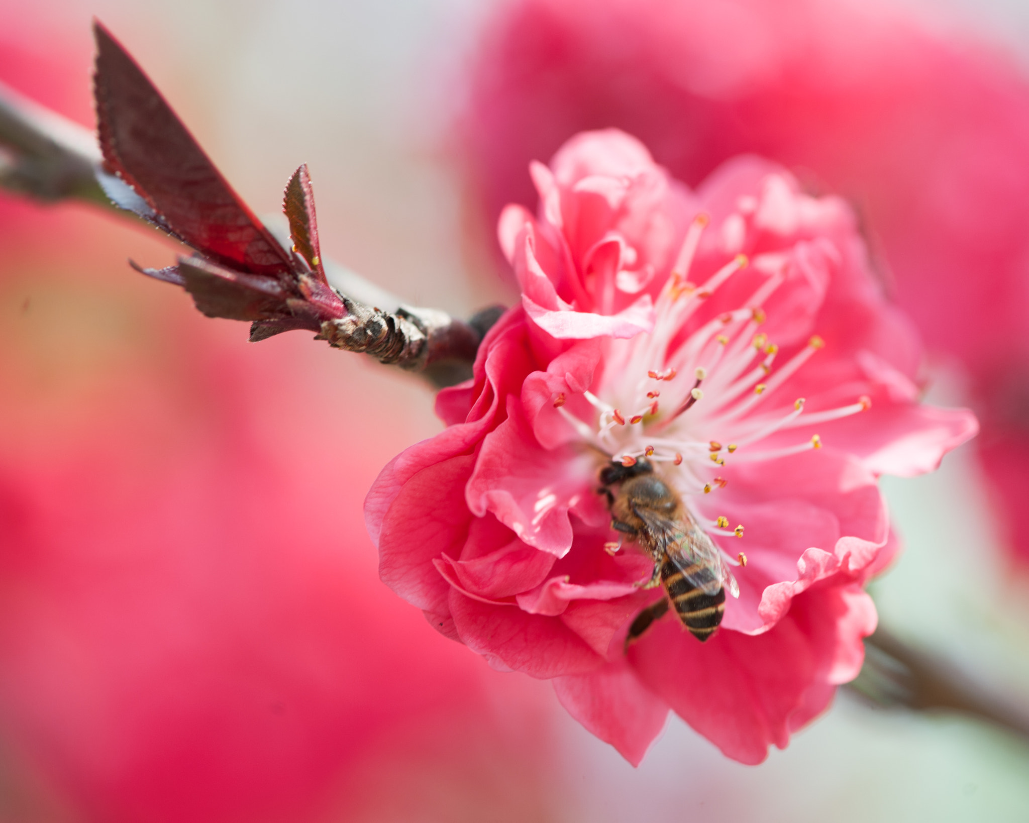 Nikon AF-S Micro-Nikkor 105mm F2.8G IF-ED VR sample photo. Happy bee photography