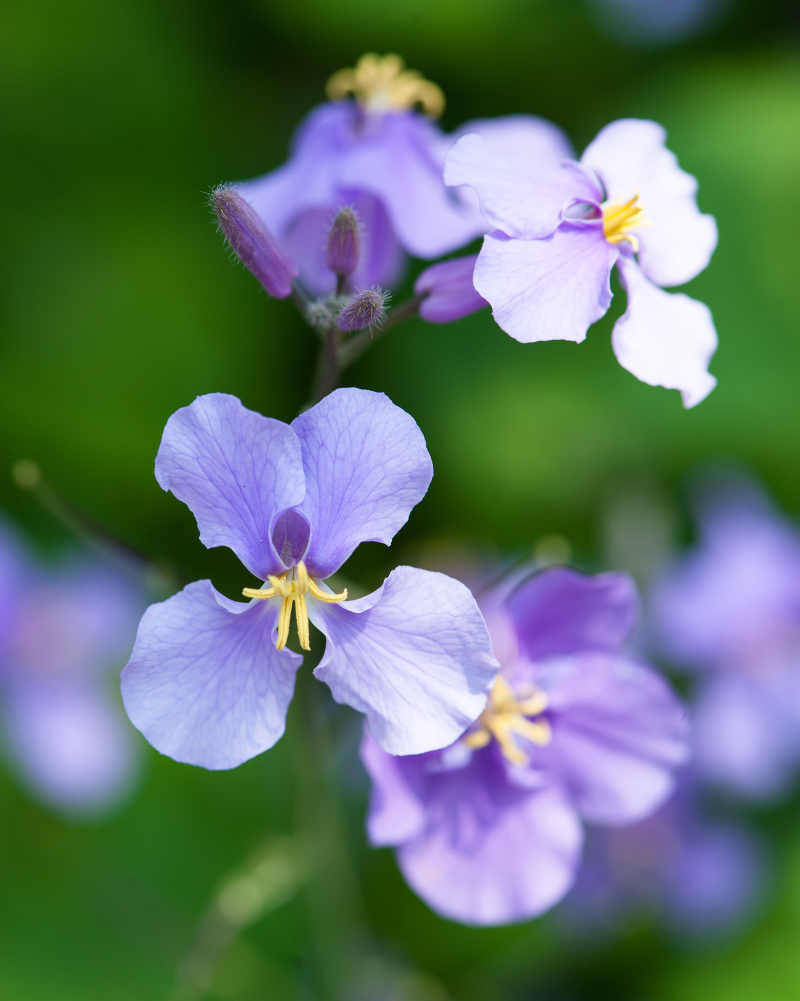 Nikon AF-S Micro-Nikkor 105mm F2.8G IF-ED VR sample photo. Purple photography
