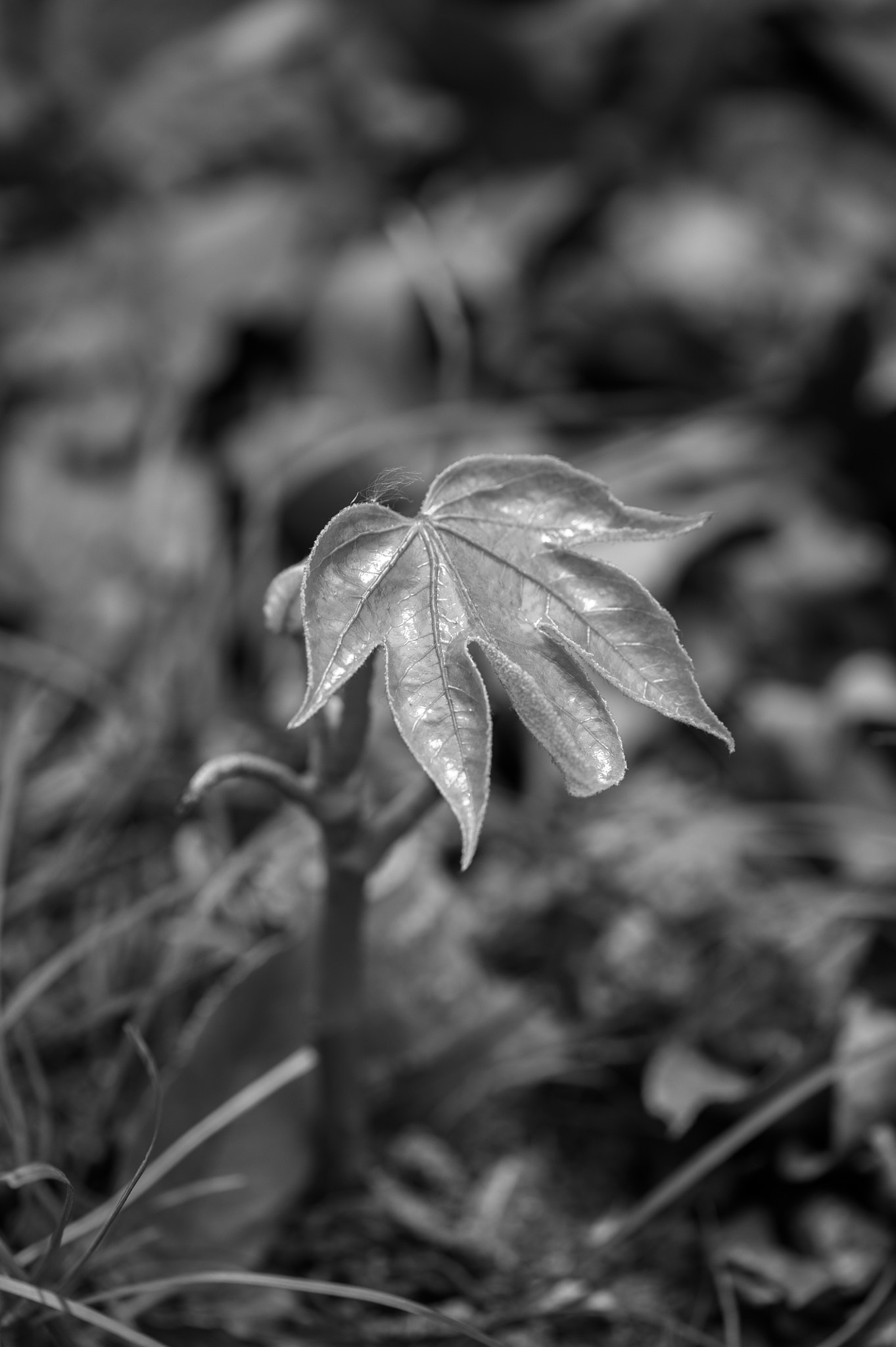 Nikon AF-S Micro-Nikkor 105mm F2.8G IF-ED VR sample photo. Good side photography