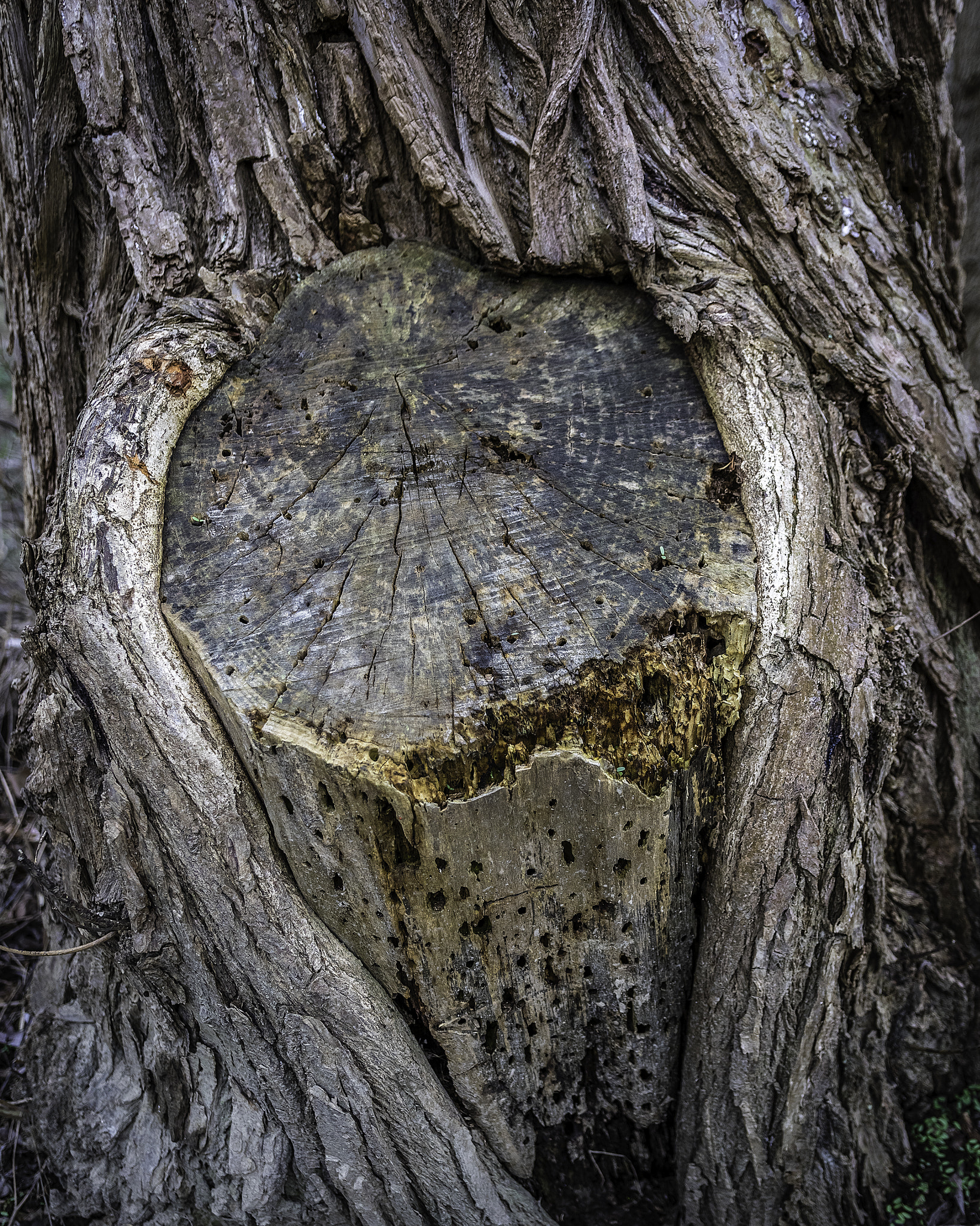 Sigma 18-35mm f/1.8 DC HSM sample photo. Tree trunk photography