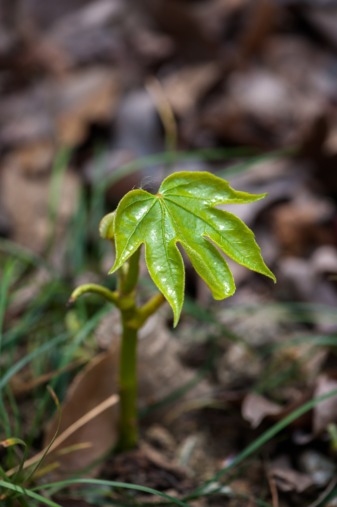 Nikon AF-S Micro-Nikkor 105mm F2.8G IF-ED VR sample photo. Interesting plant photography