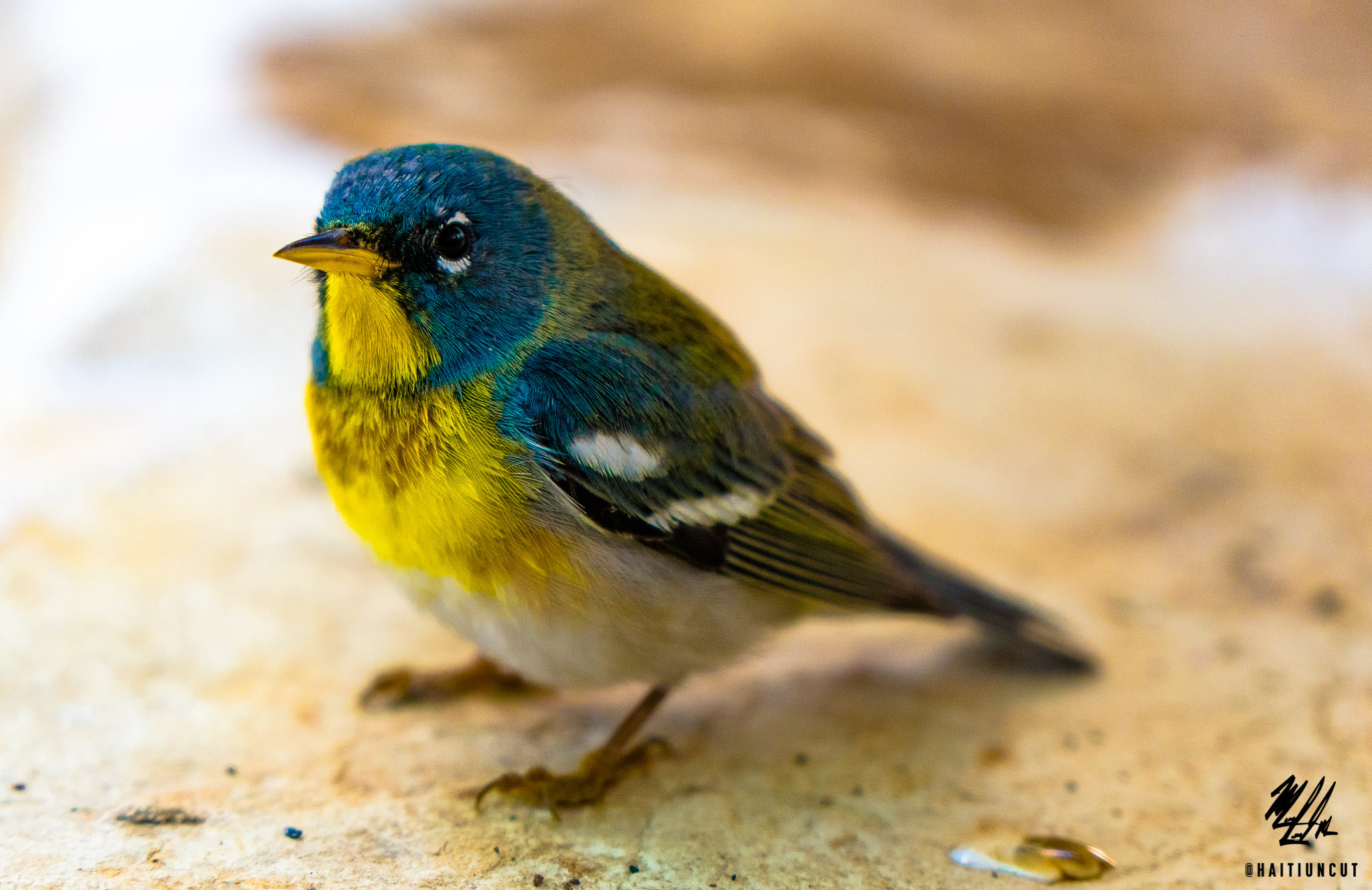 Sony a6300 + Sony Vario-Tessar T* E 16-70mm F4 ZA OSS sample photo. Does anyone know what type of bird this is? photography