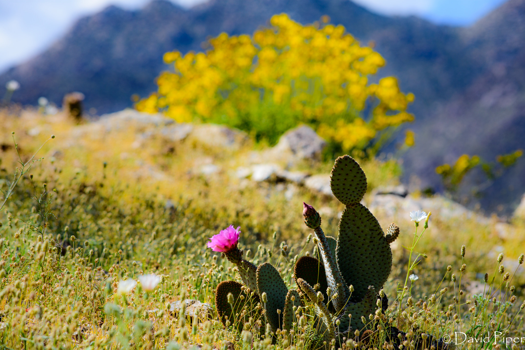 Nikon D7200 sample photo. Anza borrego photography