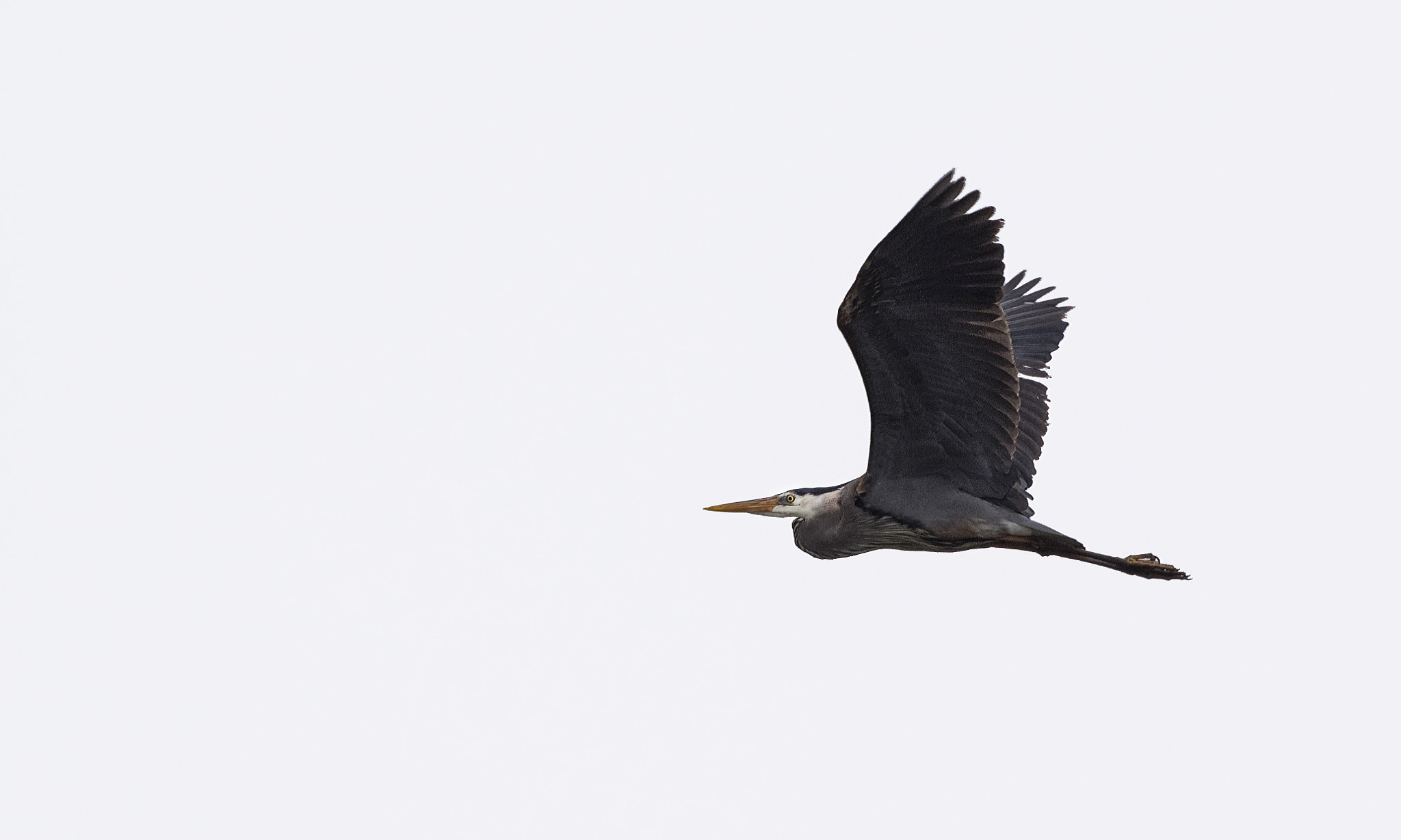 Pentax K-3 II + Sigma 50-500mm F4.5-6.3 DG OS HSM sample photo. Great blue heron photography