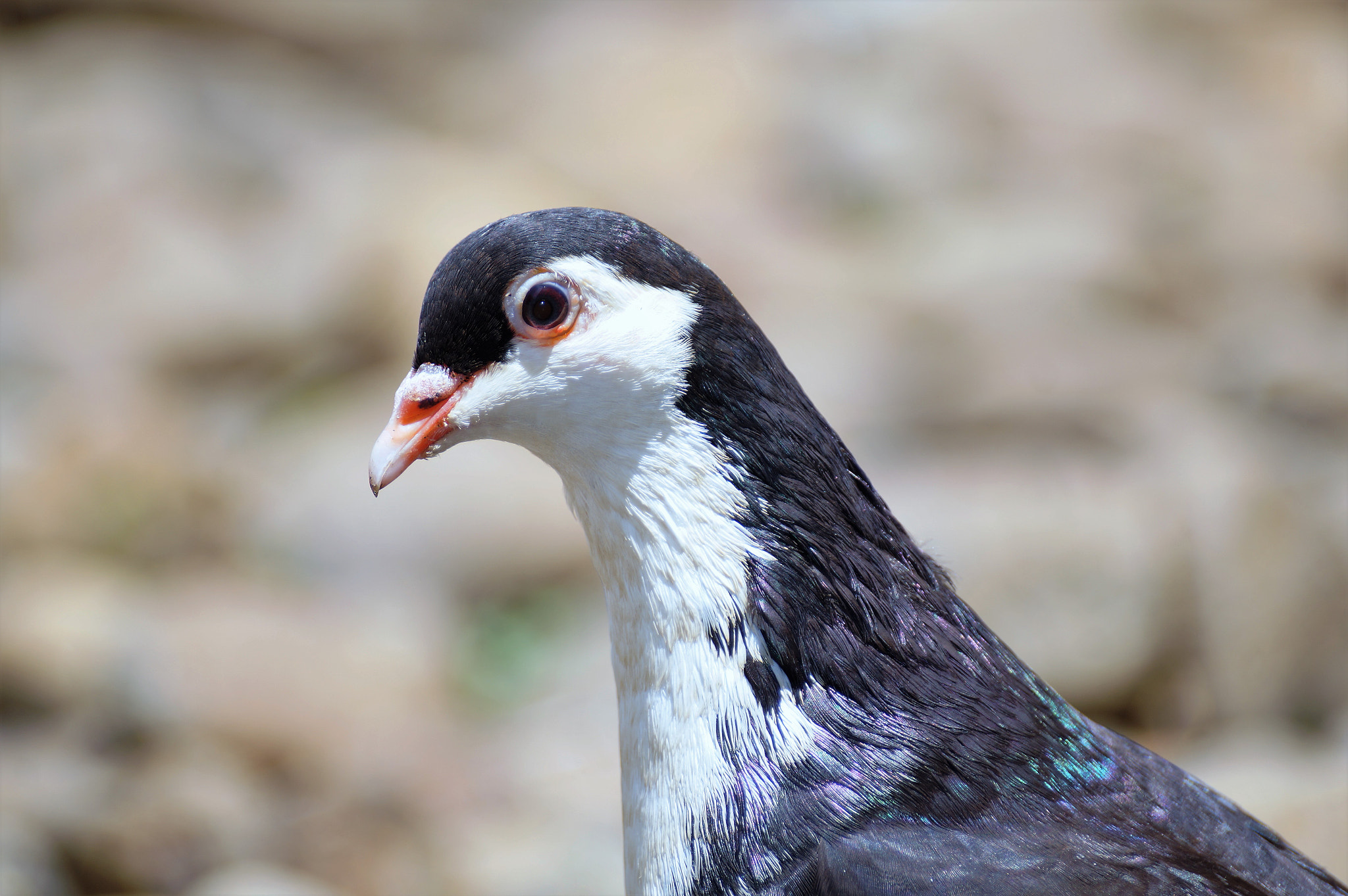 Sony DT 55-300mm F4.5-5.6 SAM sample photo. Pigeon photography