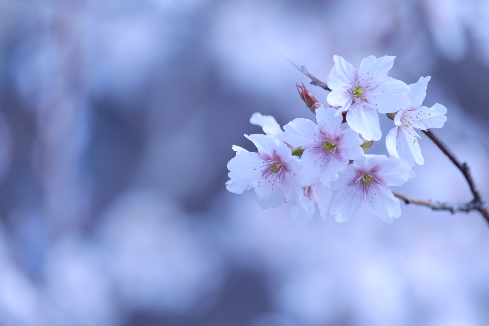 Fujifilm XF 55-200mm F3.5-4.8 R LM OIS sample photo. Cherry blossoms/桜 〜2017 photography
