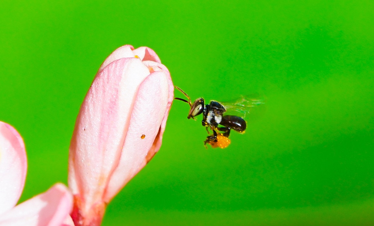 Sony FE 90mm F2.8 Macro G OSS sample photo. Flying little bee photography