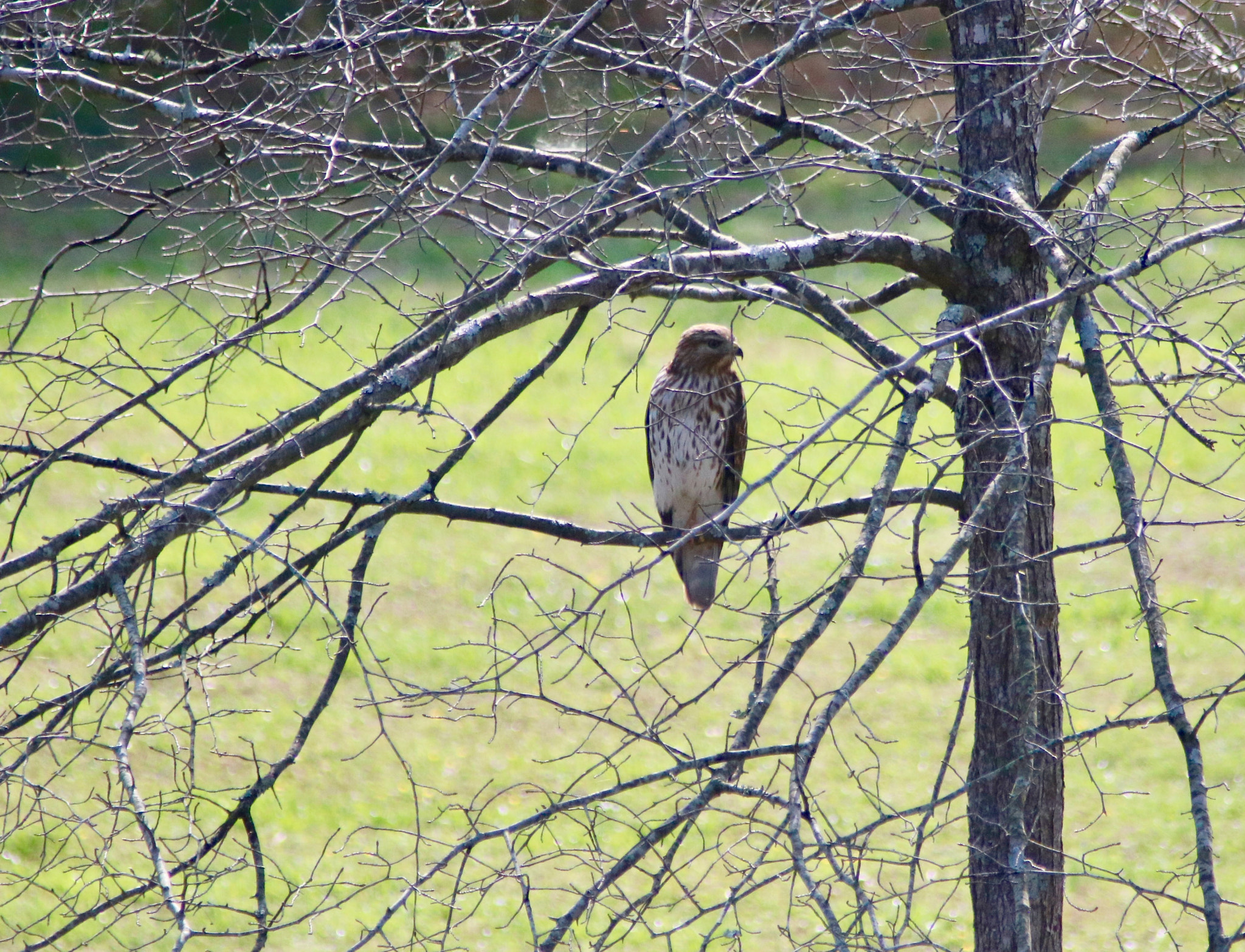 Canon EOS 760D (EOS Rebel T6s / EOS 8000D) + Canon EF 70-200mm F2.8L USM sample photo. Standing guard photography