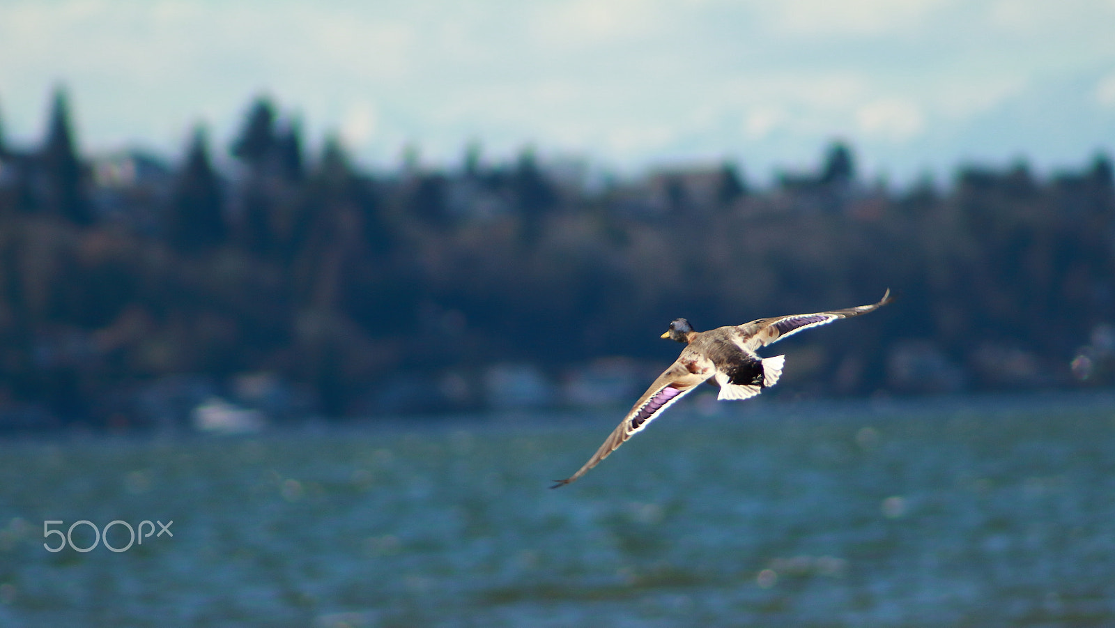 Canon EF 75-300mm f/4-5.6 USM sample photo. Flying duck photography