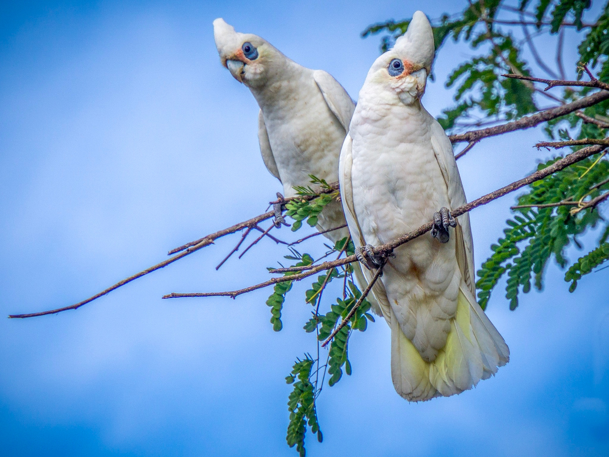 Sony E 18-200mm F3.5-6.3 OSS sample photo. Two "little corellas" photography