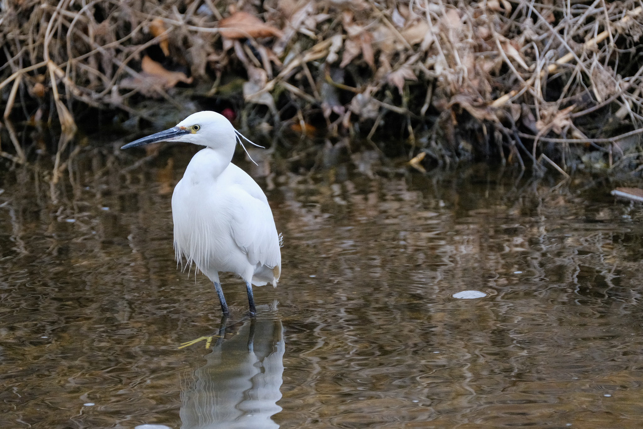 Fujifilm XF 100-400mm F4.5-5.6 R LM OIS WR sample photo. Dscf photography