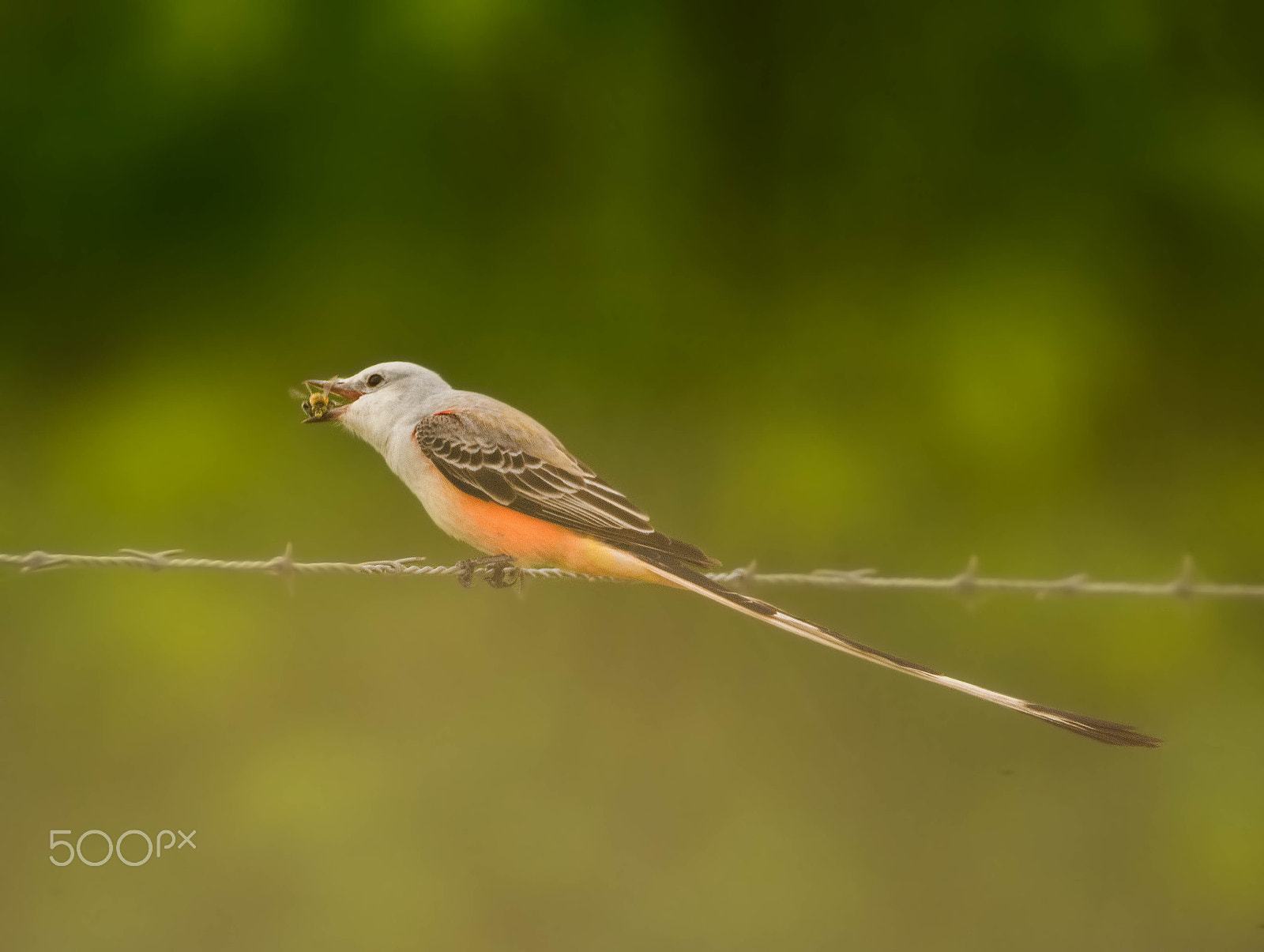 Nikon D7100 + Sigma 150-600mm F5-6.3 DG OS HSM | C sample photo. Scissor-tailed flycatcher photography