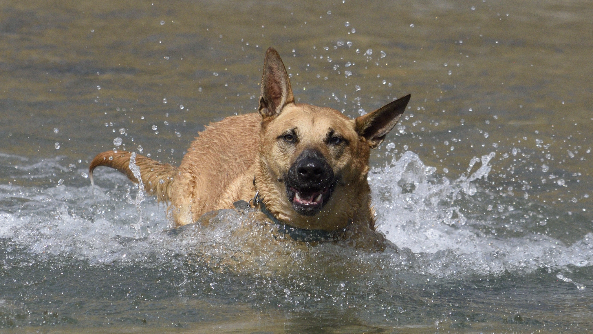 Nikon D5500 sample photo. Wet puppy photography