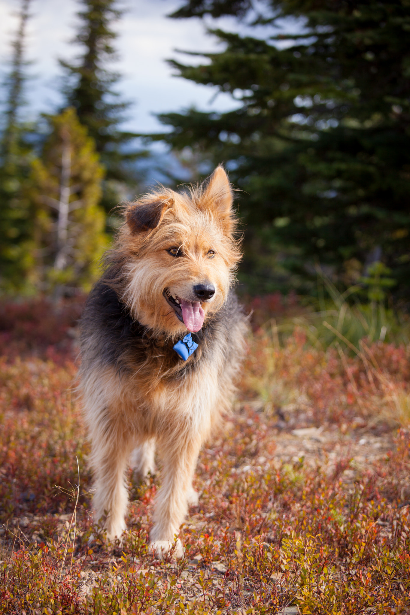 Canon EF 70-200mm F4L IS USM sample photo. Puffed and chuffed photography