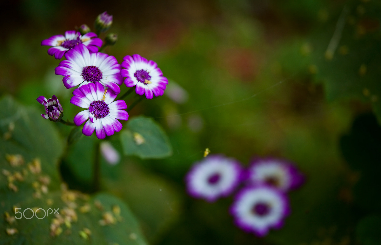 Canon EF 100-400mm F4.5-5.6L IS USM sample photo. Mg photography