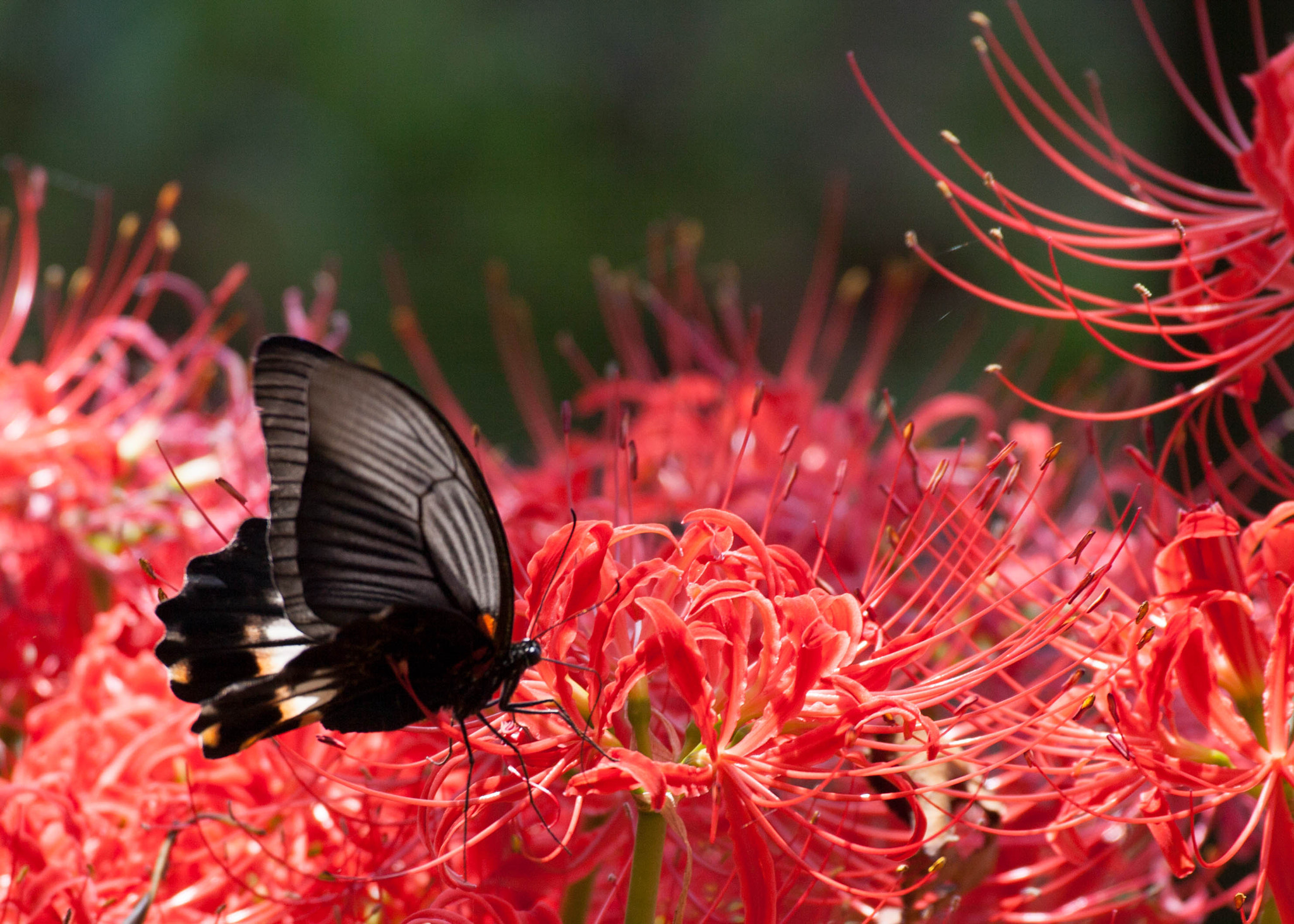 Canon EOS 5D Mark II + Canon EF 100-400mm F4.5-5.6L IS USM sample photo. Black and red photography