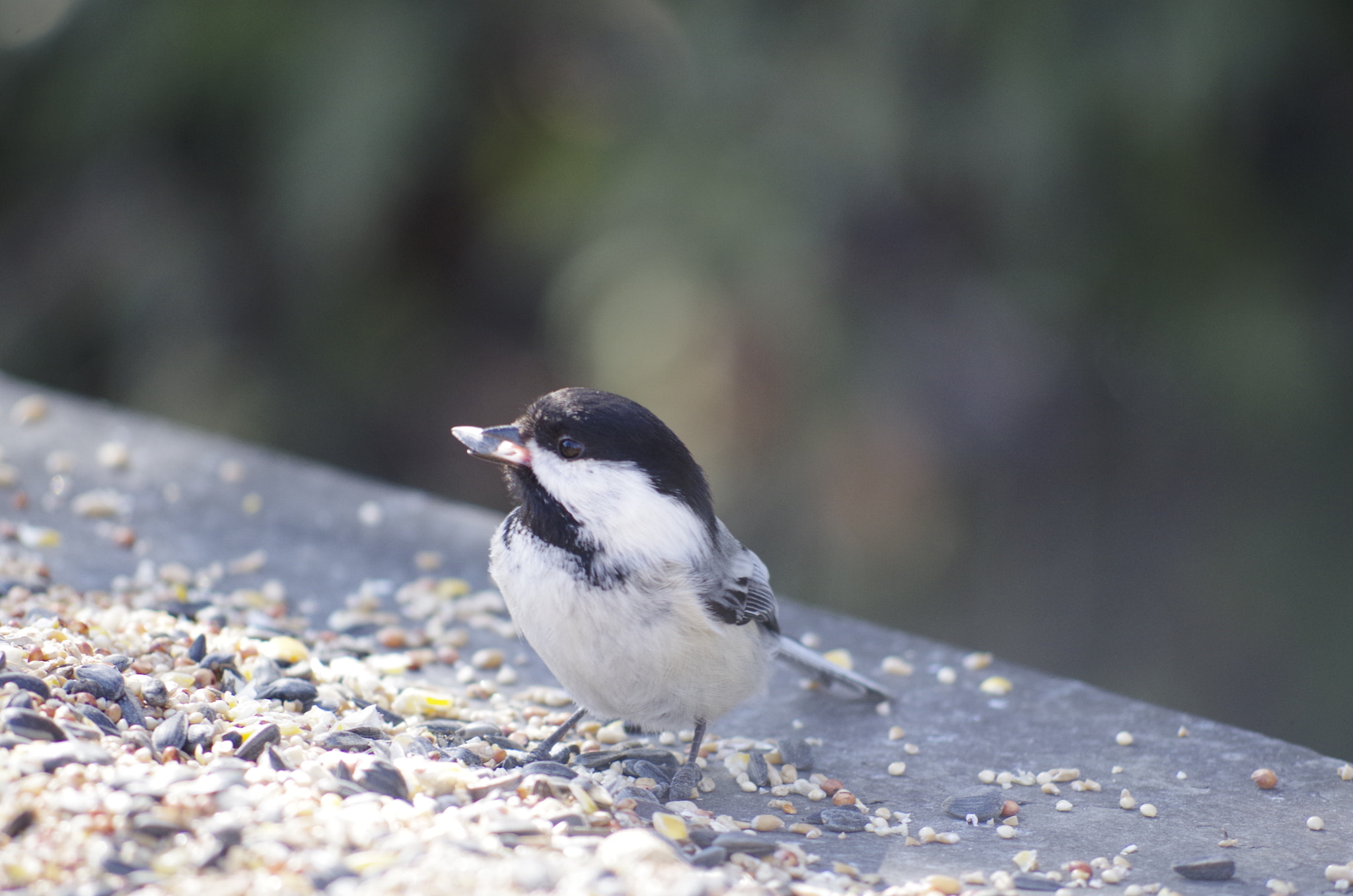 smc PENTAX-DA L 55-300mm F4-5.8 ED sample photo. Chickadee photography