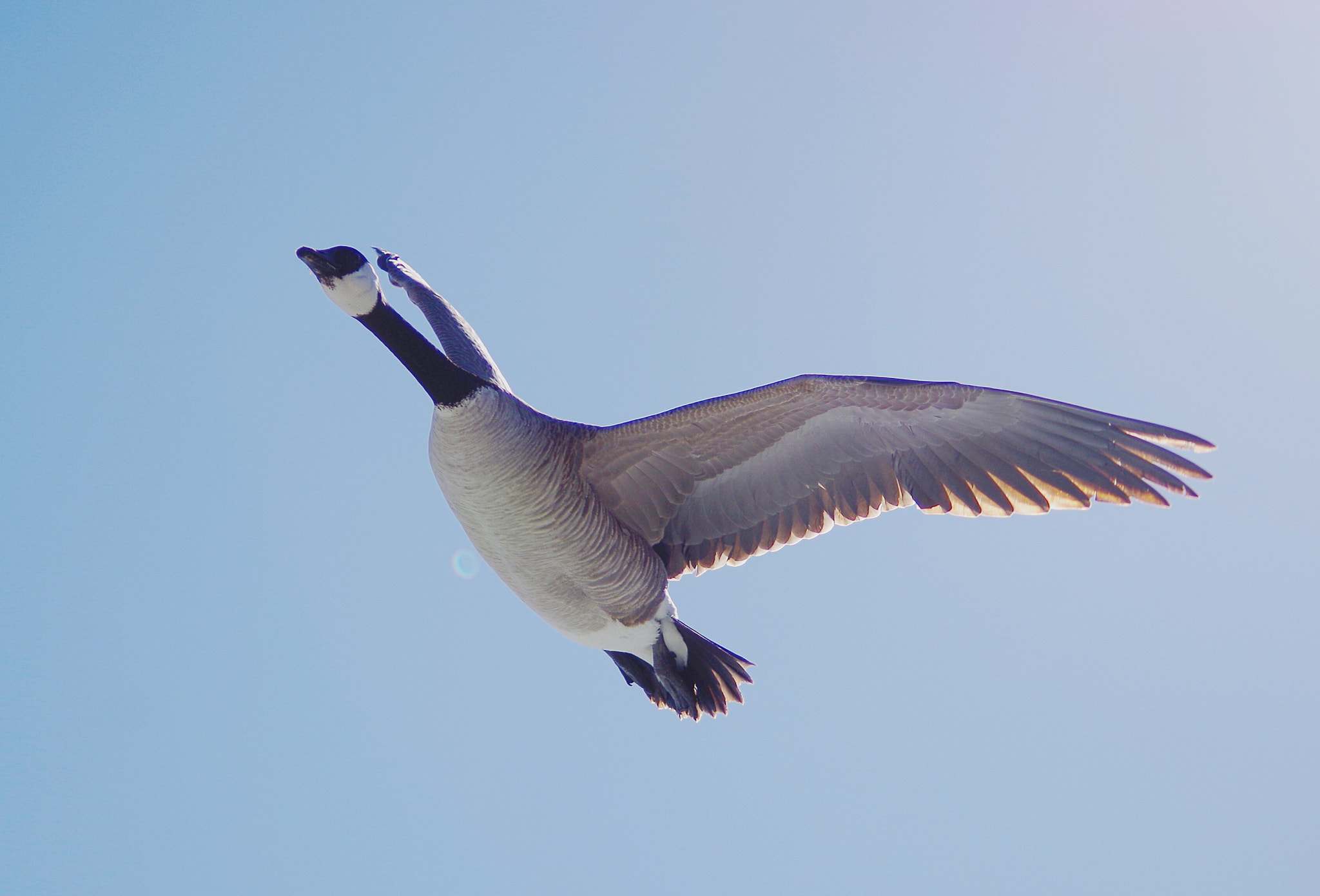 smc PENTAX-DA L 55-300mm F4-5.8 ED sample photo. Flight photography