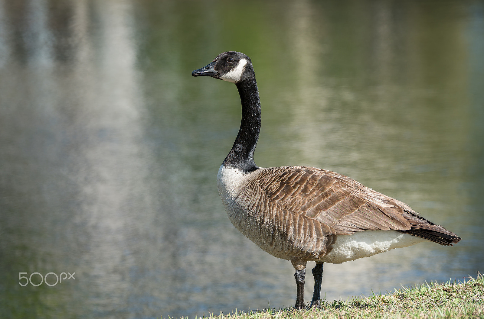 Sony a7R II + Sony 70-400mm F4-5.6 G SSM II sample photo. Ready to head north photography