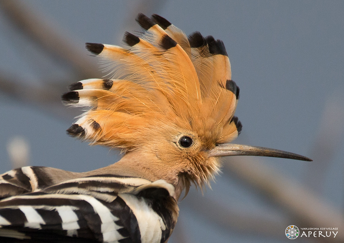 150-600mm F5-6.3 DG OS HSM | Contemporary 015 sample photo. Hoopoe in yakushima photography