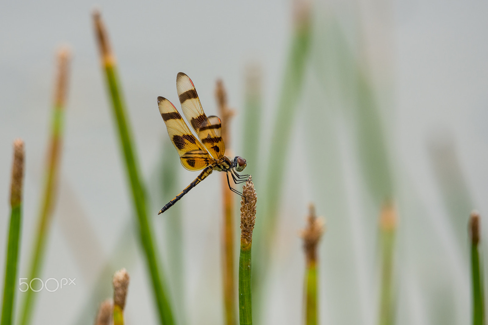 Nikon D7200 sample photo. Dragonfly on marsh reed photography