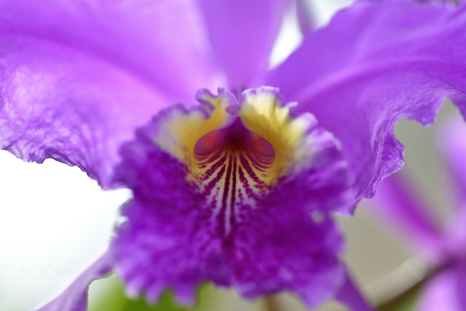 Nikon AF-S Micro-Nikkor 105mm F2.8G IF-ED VR sample photo. Orchid flower～神戸洋蘭展～ photography