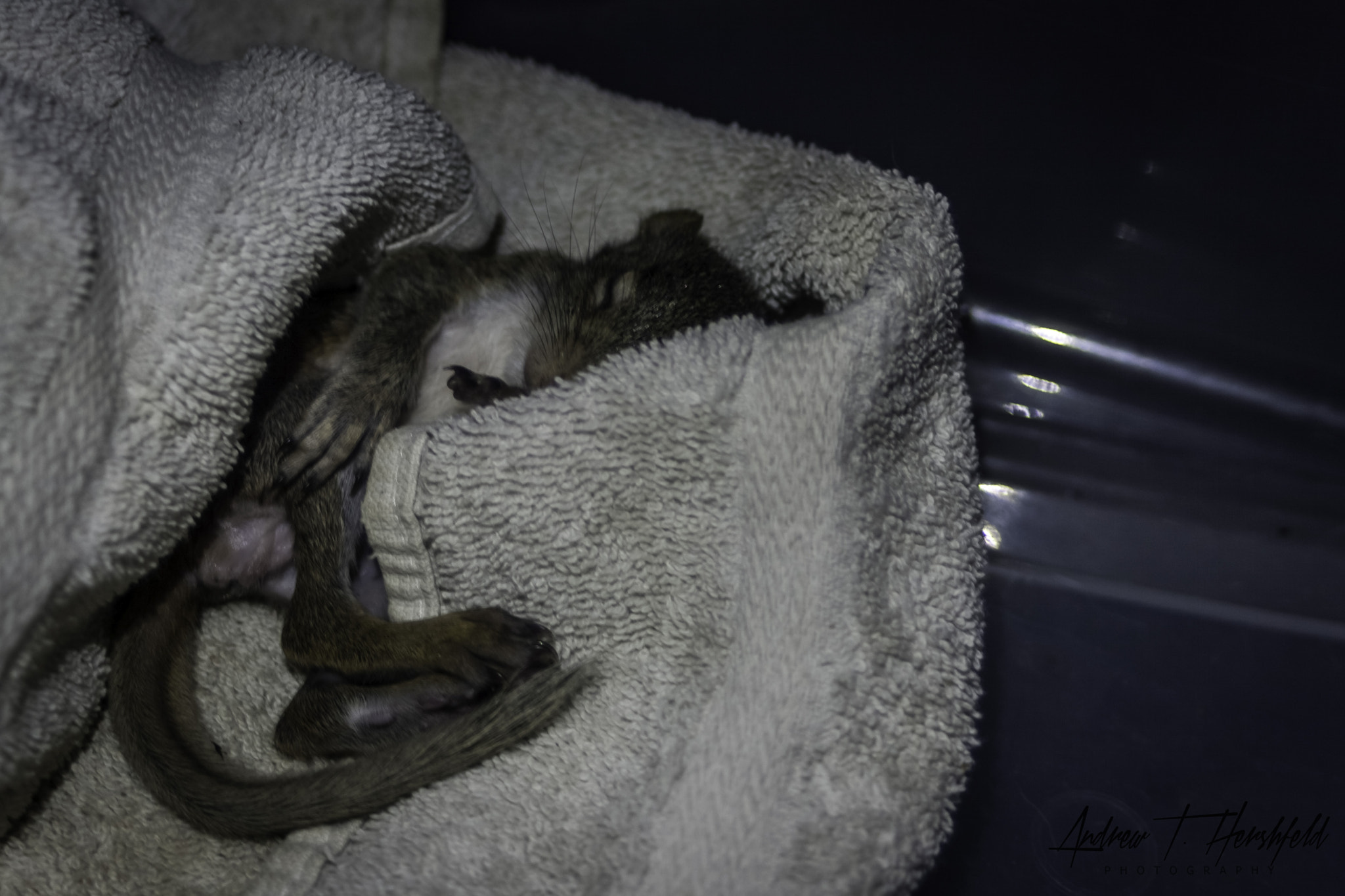 Canon EF 28-80mm f/3.5-5.6 sample photo. Hemi the squirrel photography