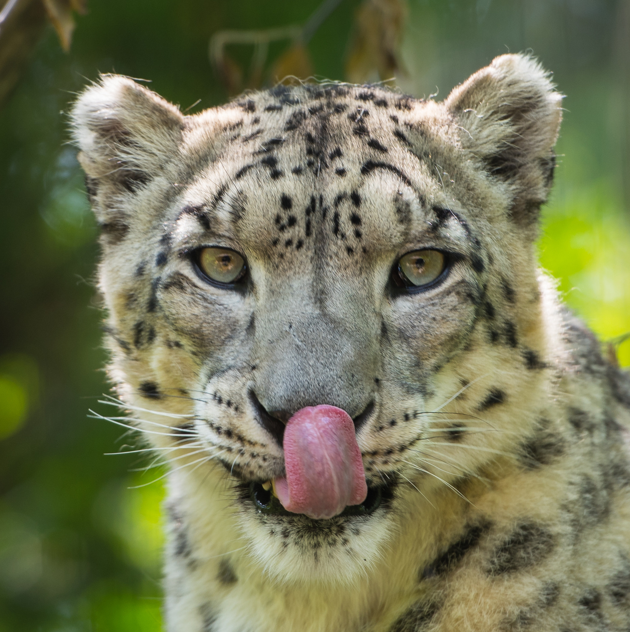 Nikon AF-S Nikkor 70-200mm F2.8G ED VR II sample photo. Central park zoo photography