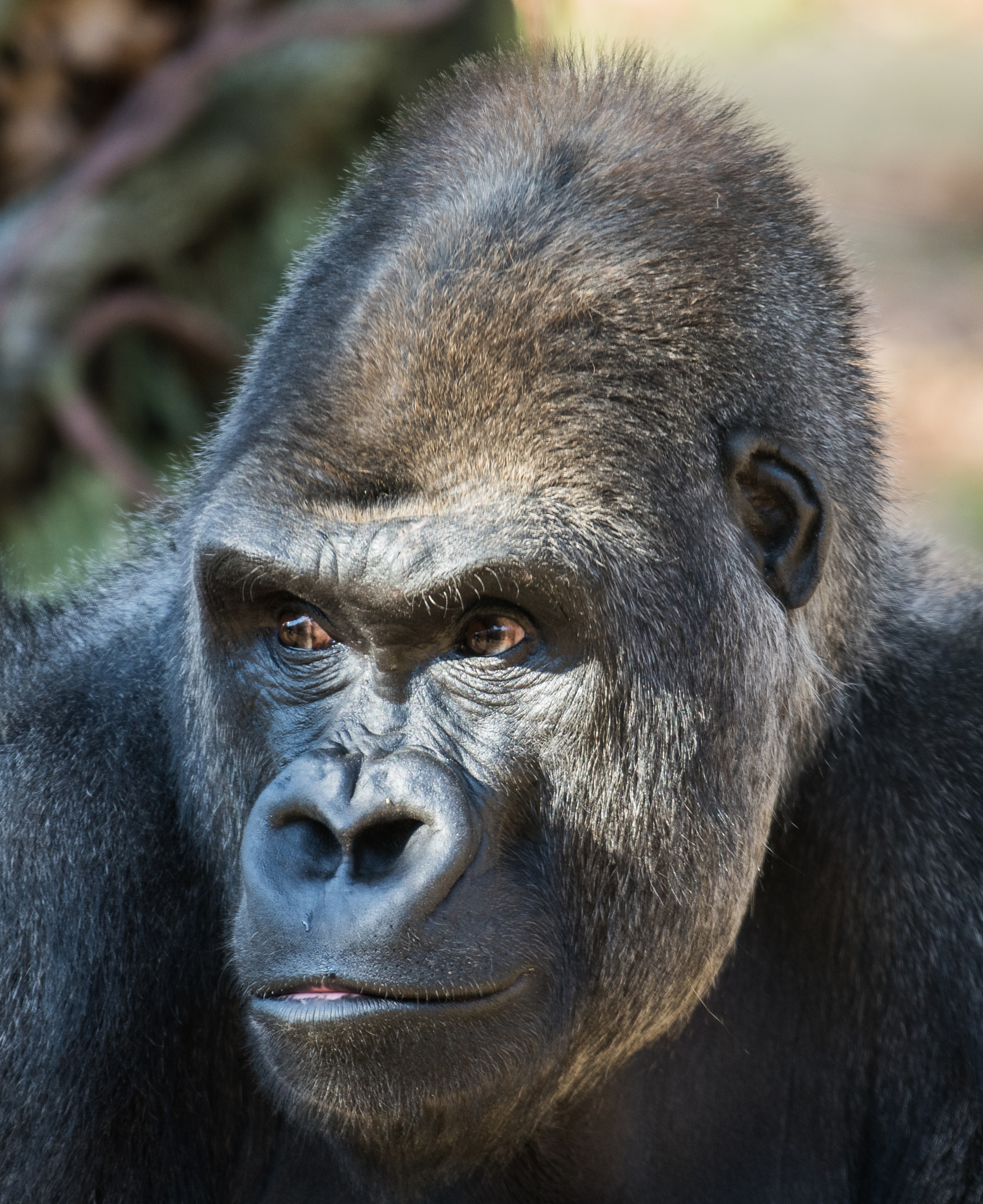 Nikon D810 sample photo. Gorilla stare photography
