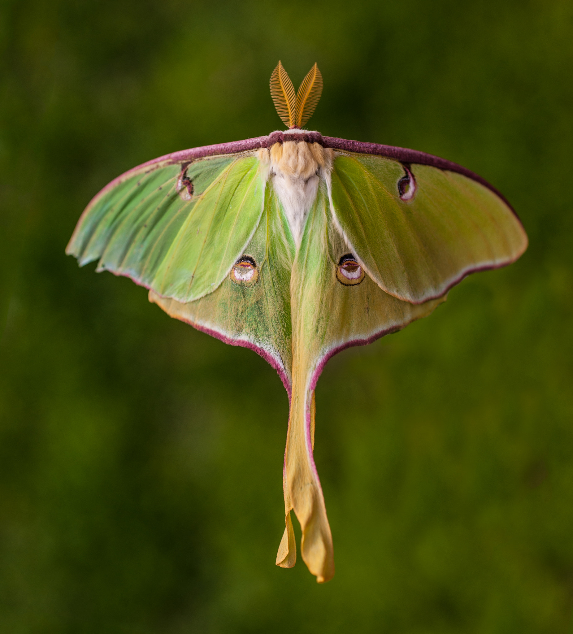 Nikon AF Micro-Nikkor 60mm F2.8D sample photo. Lunar moth photography