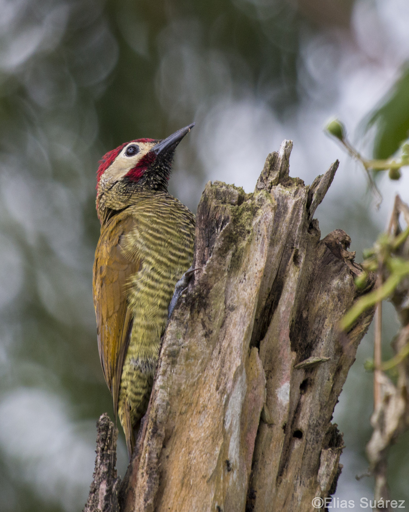 Canon EOS 70D + Canon EF 100-400mm F4.5-5.6L IS USM sample photo. Woodpecker photography