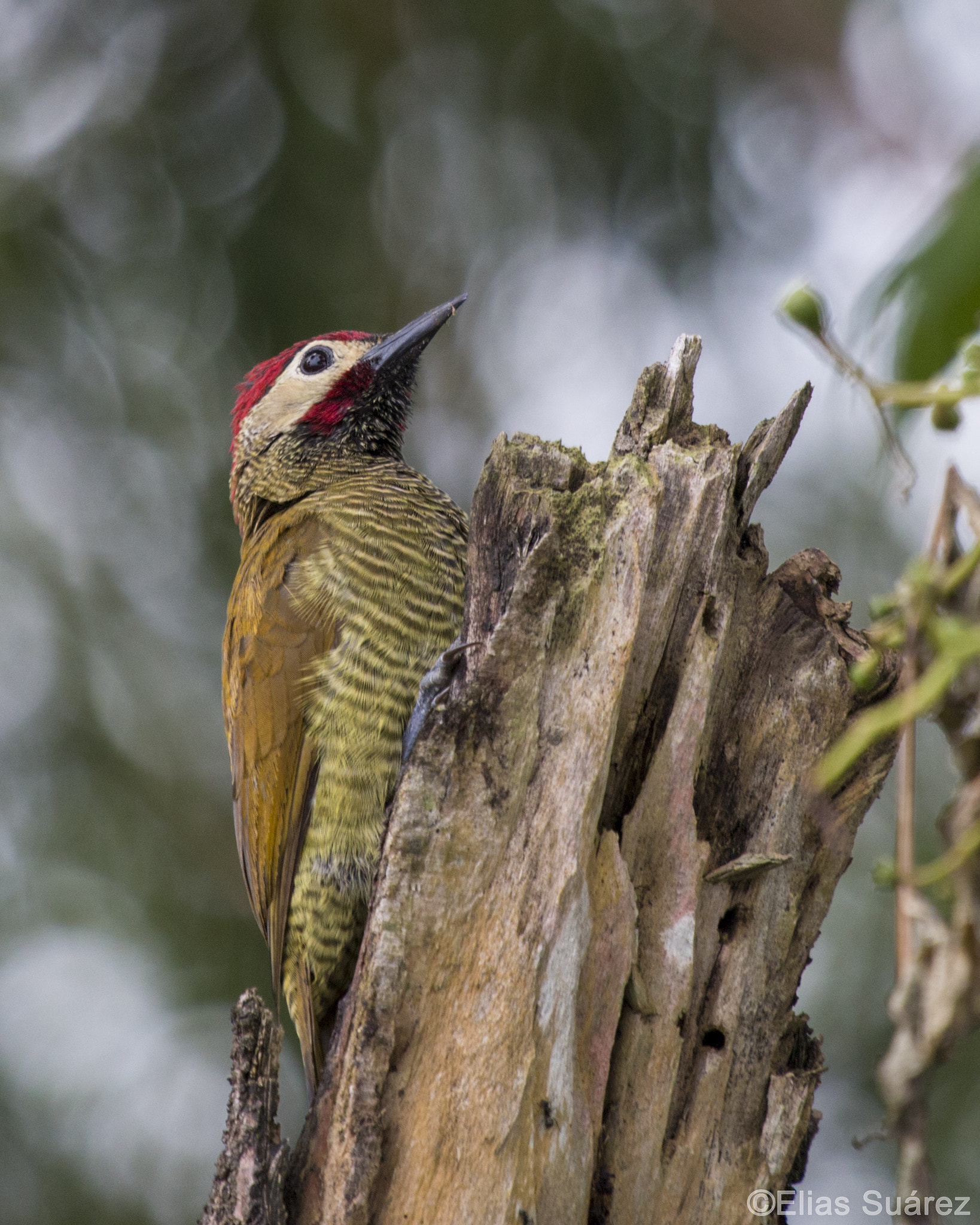Canon EF 100-400mm F4.5-5.6L IS USM sample photo. Woodpecker photography