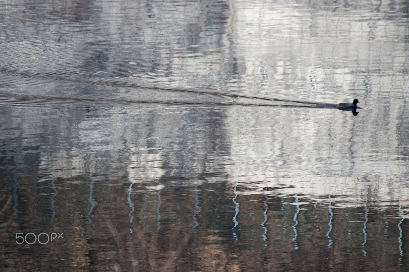 Canon EOS 100D (EOS Rebel SL1 / EOS Kiss X7) sample photo. A duck on the river photography