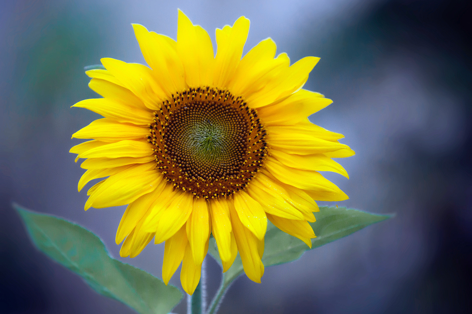Canon EF 70-200mm F2.8L IS II USM sample photo. Summer fading photography