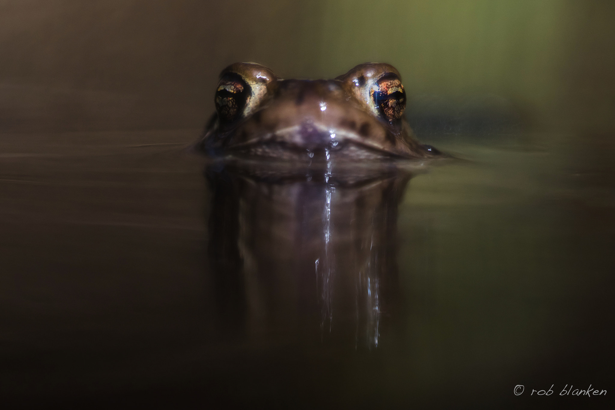 Nikon D810 sample photo. Common toad photography
