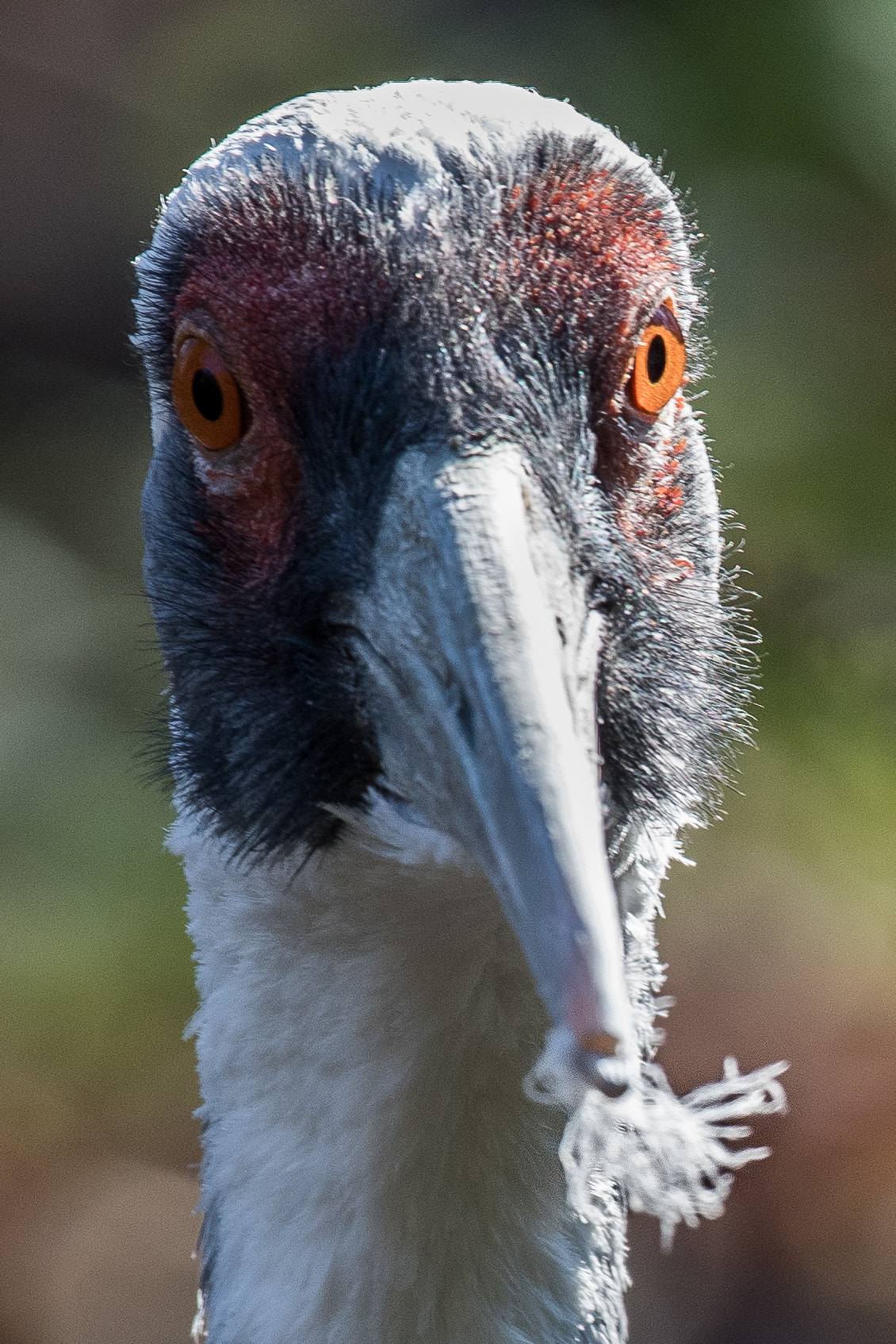 Nikon AF-S Nikkor 200-500mm F5.6E ED VR sample photo. Feather photography