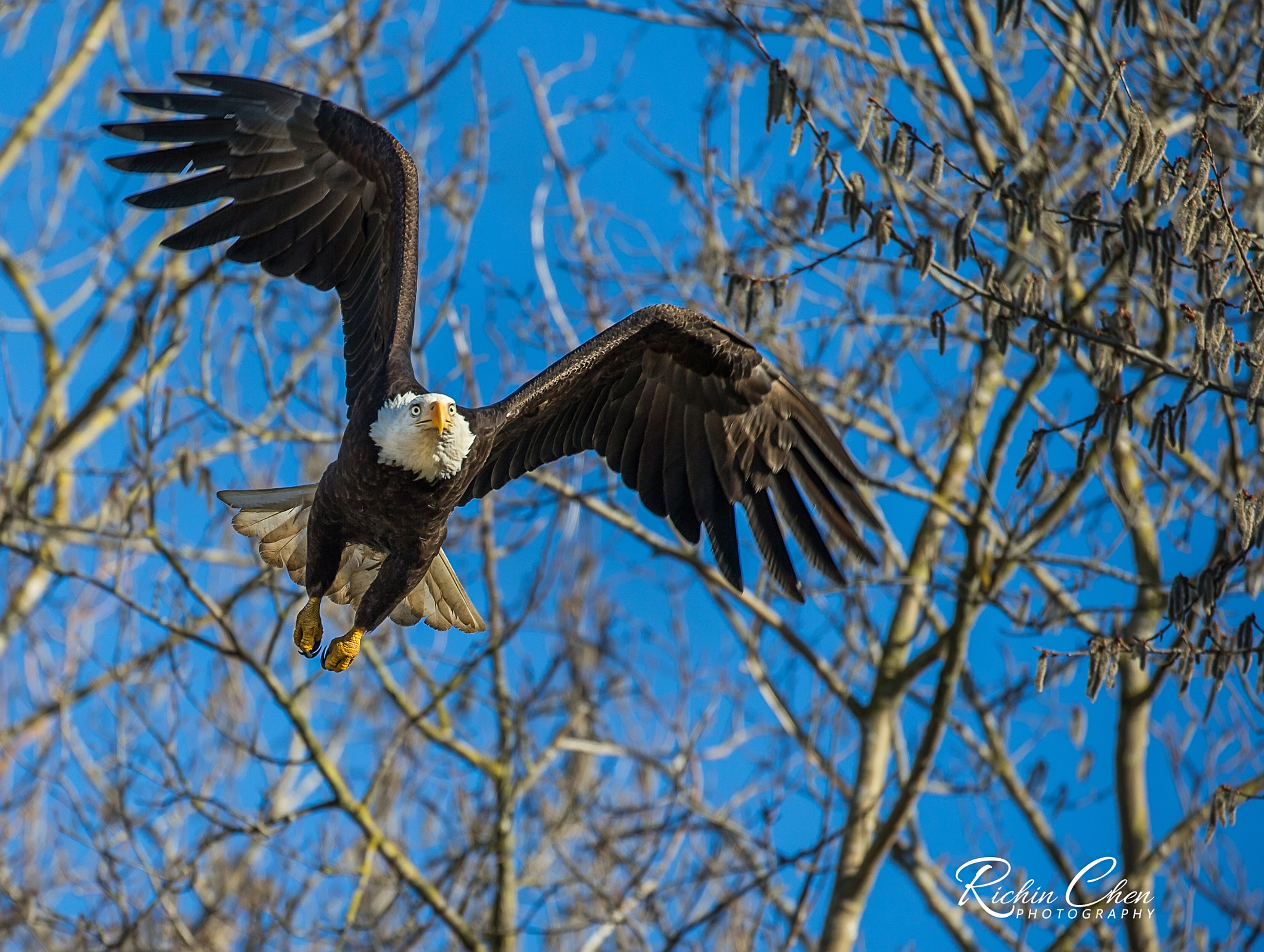 Canon EOS-1D X sample photo. Flying eagle photography