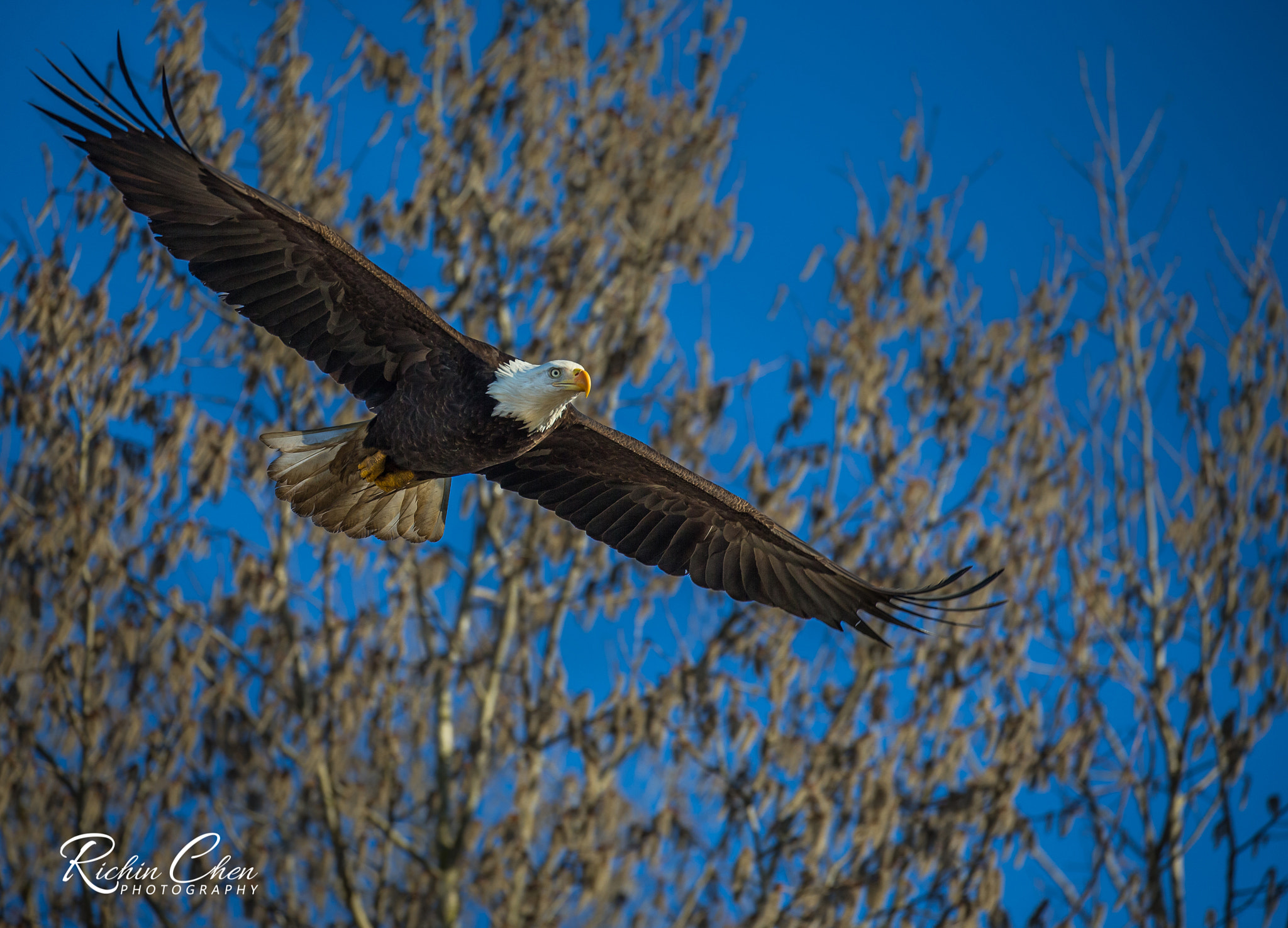 Canon EOS-1D X sample photo. Flying eagle photography