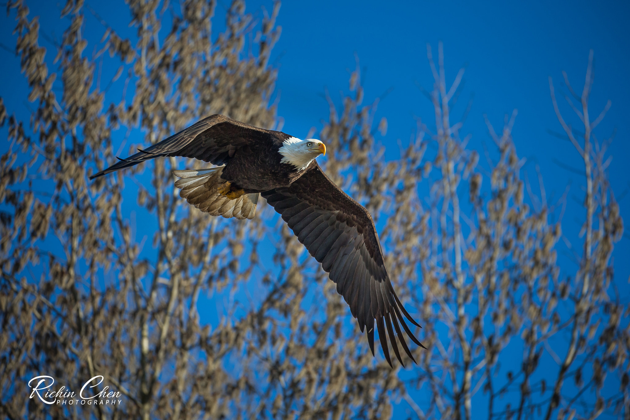 Canon EOS-1D X sample photo. Flying eagle photography