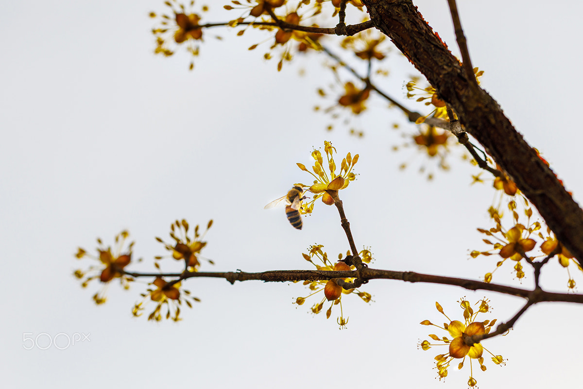 Canon EF 100mm F2.8L Macro IS USM sample photo. Cornus fruit flower photography