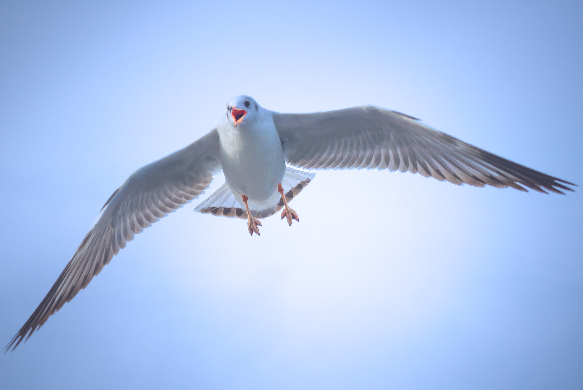 Nikon D7200 sample photo. Kcs_8546-2.jpg photography