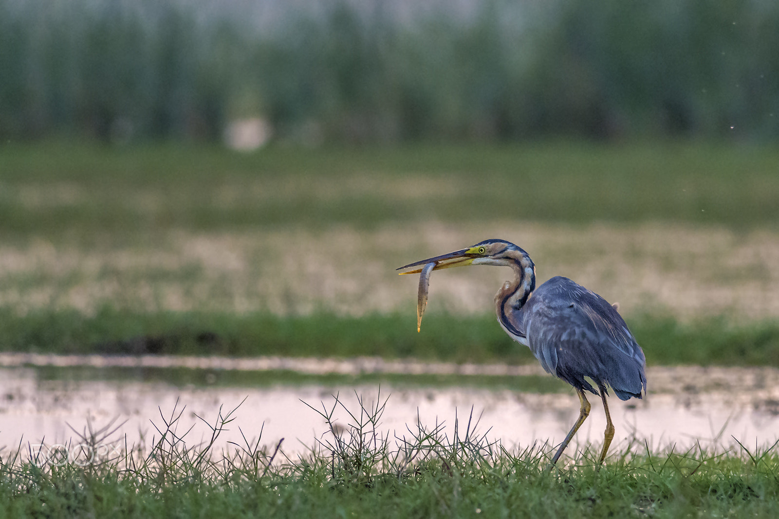 Nikon D7100 sample photo. Purple heron (ardea purpurea) photography